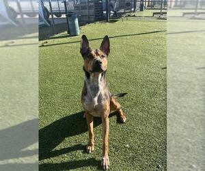 Bullboxer Pit Dogs for adoption in Pasadena, TX, USA