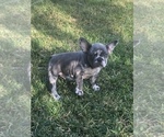 Small Photo #4 French Bulldog Puppy For Sale in CITY INDUSTRY, CA, USA