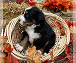 Small Photo #4 Bordernese Puppy For Sale in LATROBE, PA, USA