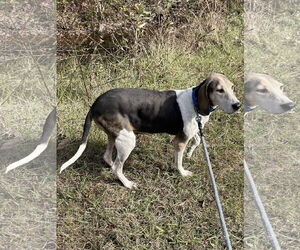 Mutt Dogs for adoption in Rustburg, VA, USA