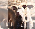 Small German Shorthaired Lab