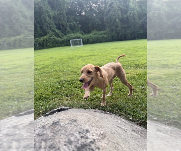 Medium Photo #6 Chi-Poo (Miniature) Puppy For Sale in BROCKTON, MA, USA
