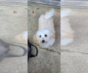 Maltipoo Puppy for sale in NEWNAN, GA, USA