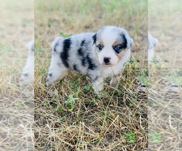 Medium Photo #1 Miniature Australian Shepherd Puppy For Sale in BLUE EYE, MO, USA