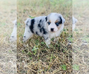 Miniature Australian Shepherd Puppy for sale in BLUE EYE, MO, USA