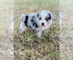 Small Photo #1 Miniature Australian Shepherd Puppy For Sale in BLUE EYE, MO, USA