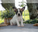 Small #2 Faux Frenchbo Bulldog