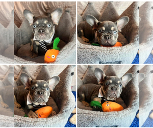 French Bulldog Puppy for sale in LEBANON, KY, USA