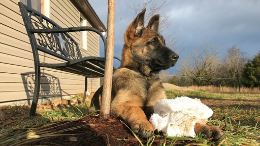 Medium Photo #4 Belgian Malinois Puppy For Sale in WEST PLAINS, MO, USA
