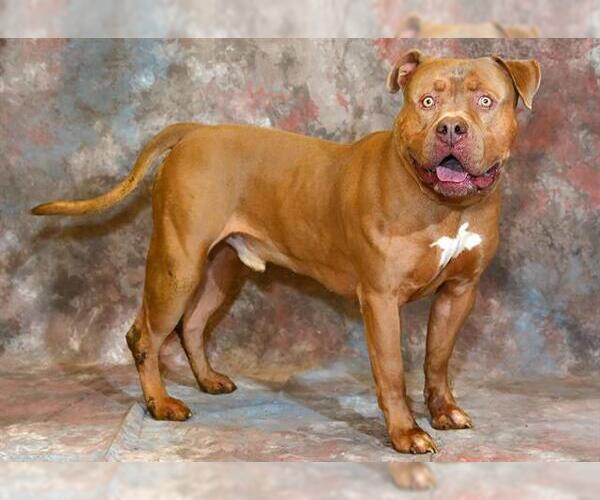Medium Photo #1 American Pit Bull Terrier Puppy For Sale in West Valley, UT, USA