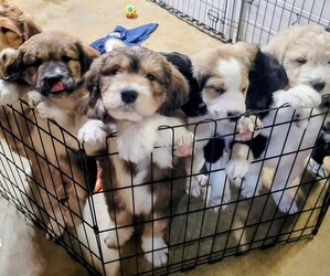 Great Bernese-Poodle (Standard) Mix Litter for sale in JONESVILLE, VA, USA