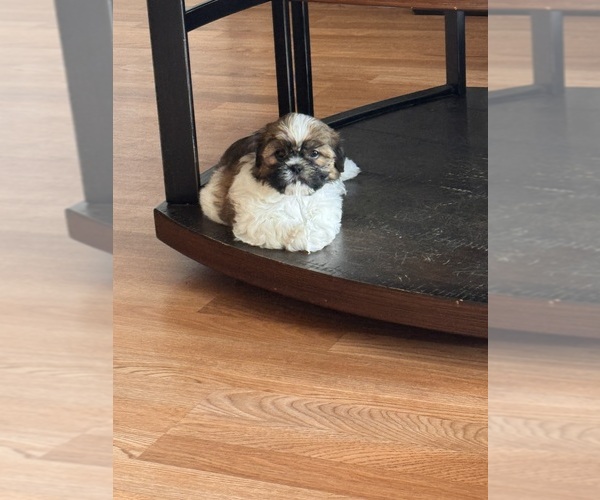 Medium Photo #4 Shih Tzu Puppy For Sale in ORLANDO, FL, USA
