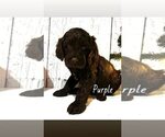 Small Photo #7 Springerdoodle Puppy For Sale in TERRE HAUTE, IN, USA