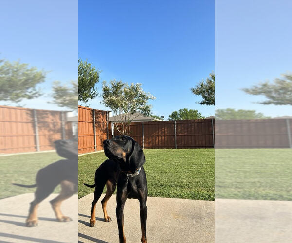 Medium Photo #7 Coonhound Puppy For Sale in McKinney, TX, USA