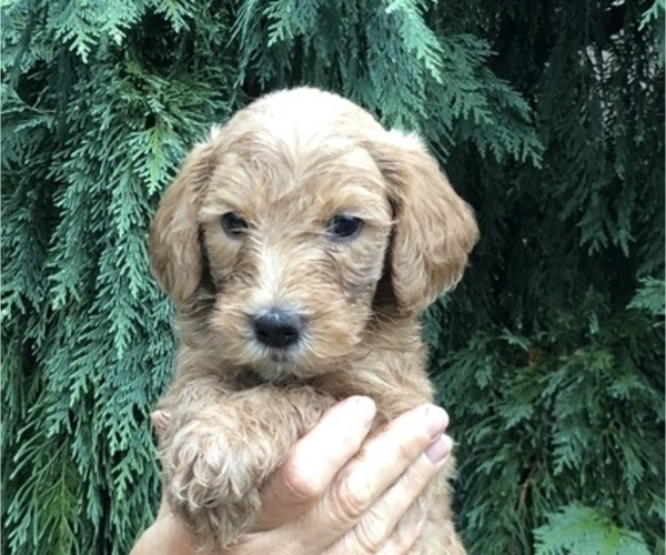 Medium Photo #3 Goldendoodle-Poodle (Miniature) Mix Puppy For Sale in ANDALUSIA, PA, USA