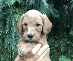 Small Photo #3 Goldendoodle-Poodle (Miniature) Mix Puppy For Sale in ANDALUSIA, PA, USA