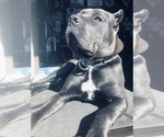Small #26 Cane Corso