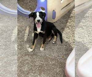 Labrador Retriever-Siberian Husky Mix Dogs for adoption in MIDWAY, UT, USA