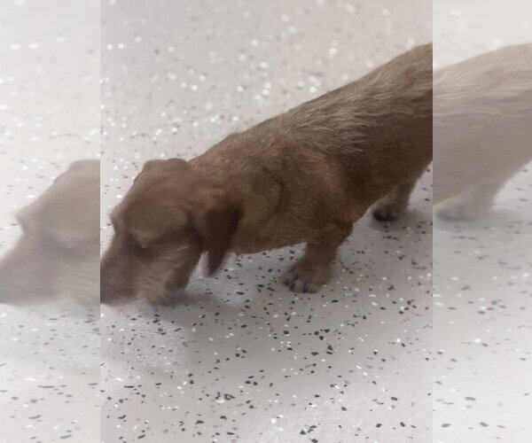 Medium Photo #4 Dachshund Puppy For Sale in York, SC, USA