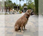 Small #4 Bullmastiff