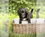 Puppy Indy Bernedoodle