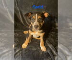 Small Mutt