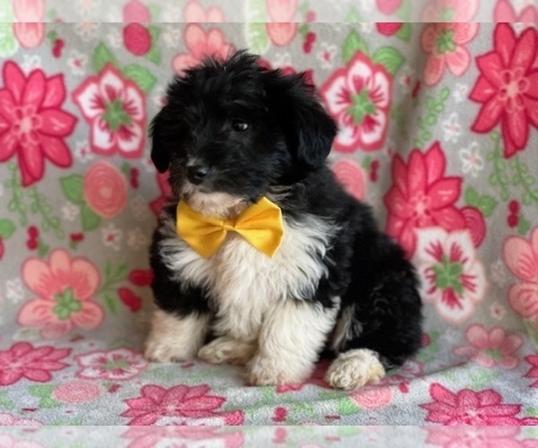 Medium Photo #2 Pembroke Welsh Corgi-Poodle (Standard) Mix Puppy For Sale in LANCASTER, PA, USA
