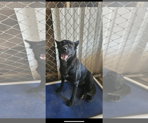 Mutt Dogs for adoption in El Centro, CA, USA