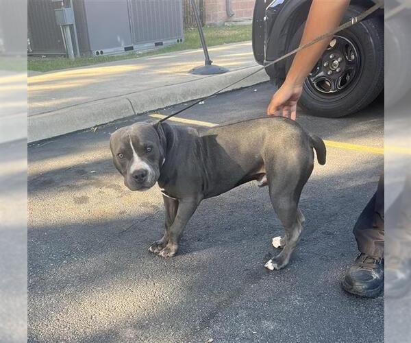 Medium Photo #1 American Staffordshire Terrier-Unknown Mix Puppy For Sale in San Antonio, TX, USA
