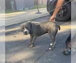 Small American Staffordshire Terrier Mix