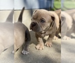 Small Photo #5 American Bully Puppy For Sale in SANTA CRUZ, CA, USA