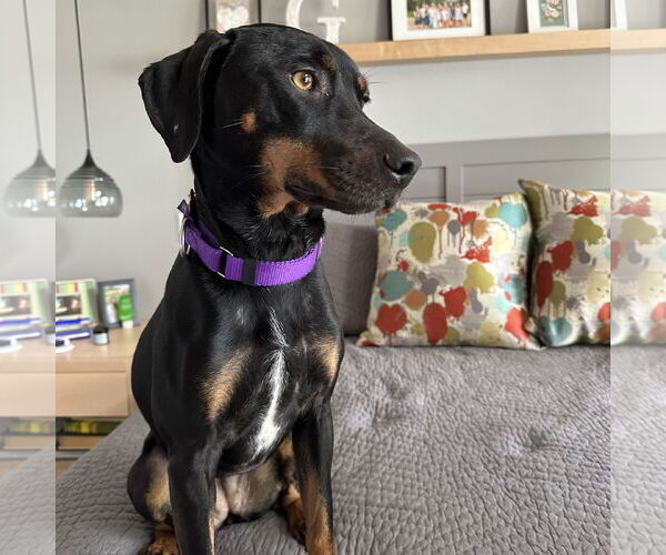 Medium Photo #7 Pointer-Unknown Mix Puppy For Sale in Fargo, ND, USA