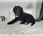 Puppy Hamm Golden Mountain Dog