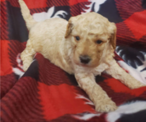 Goldendoodle (Miniature) Dog for Adoption in CASTLE ROCK, Colorado USA