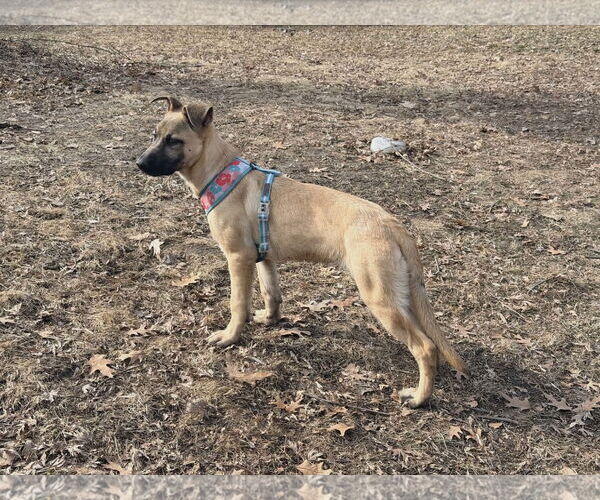 Medium Photo #4 Mutt Puppy For Sale in St. Louis Park, MN, USA