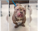 Small #1 American Pit Bull Terrier Mix