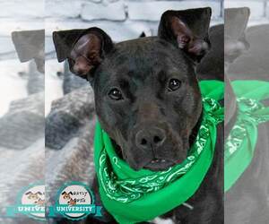 Labrador Retriever-Unknown Mix Dogs for adoption in Kennesaw, GA, USA