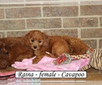 Small #1 Cavapoo