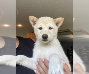 Shiba Inu Puppy for sale in STELLA, MO, USA