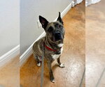 Small #3 Holland Shepherd