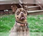 Small #6 American Staffordshire Terrier-French Bulldog Mix