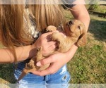 Small #4 Dachshund