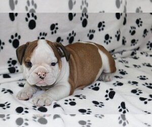 English Bulldog Puppy for sale in CORAL SPRINGS, FL, USA