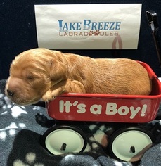 Australian Labradoodle Puppy for sale in OCONOMOWOC, WI, USA