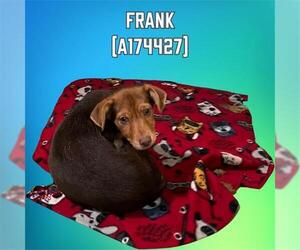 Chiweenie Dogs for adoption in Tulsa, OK, USA
