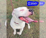 Small #2 American Bulldog