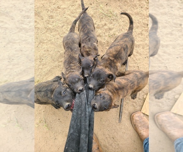 Medium Photo #2 Belgian Malinois-Dutch Shepherd Dog Mix Puppy For Sale in CALHAN, CO, USA