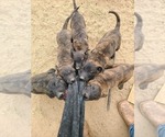 Small Photo #2 Belgian Malinois-Dutch Shepherd Dog Mix Puppy For Sale in CALHAN, CO, USA