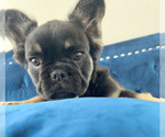 Small Photo #4 French Bulldog Puppy For Sale in OAKLAND, CA, USA