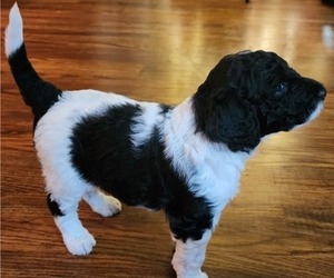 Sheepadoodle Puppy for Sale in GRAND RAPIDS, Michigan USA